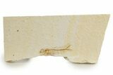 Juvenile Fossil Fish (Diplomystus) - Wyoming #320193-1